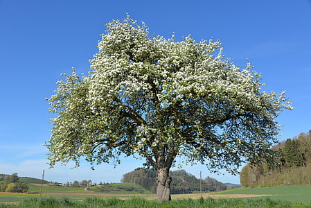 green and brown tree during daytime in middle of grass field thumbnail