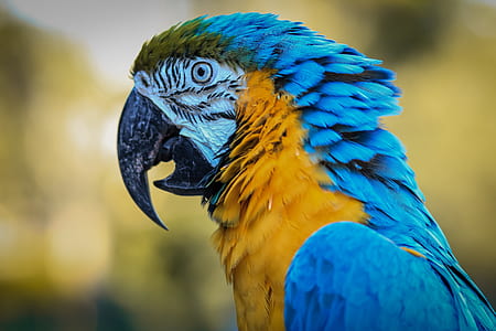 selective focus photography of blue and orange parrot thumbnail