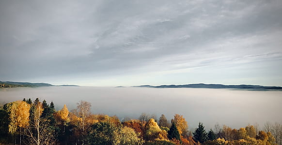 aerial view of trees and body of water thumbnail