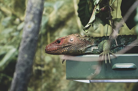 Green and Brown Lizard thumbnail