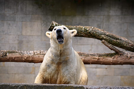 howling Polar bear near wood logs thumbnail