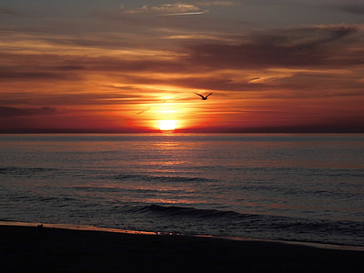 silhouette photography of flying bird above beach thumbnail
