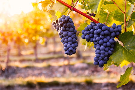 Vineyard with ripe grapes in countryside at sunset thumbnail