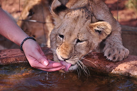 brown cub drinking on well thumbnail