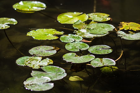 green lotus leaf on water thumbnail