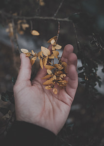 selective focus photography of person holding  beige leaf thumbnail