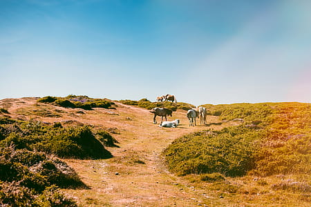 Horses On The Hill thumbnail