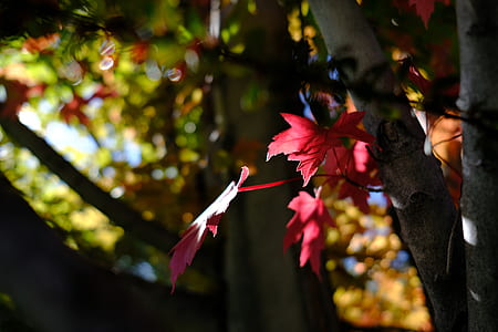 focus photography of red maple leaf thumbnail