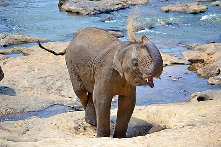 shallow focus photography of gray elephant calf thumbnail
