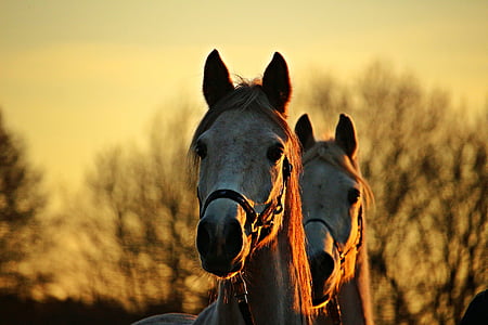 close up photograph of two white horses thumbnail