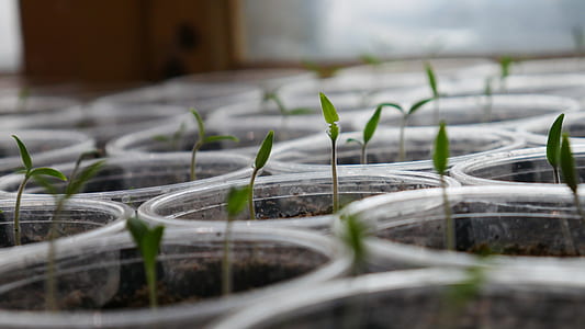 selective focus photography of green leaf plant thumbnail