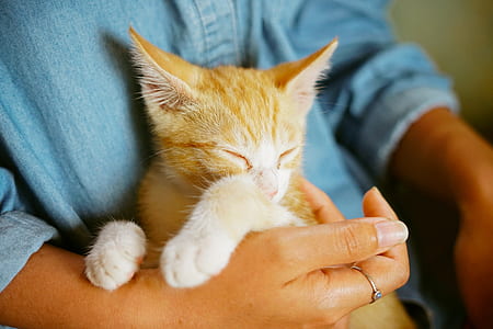 person carrying tabby kitten on hand thumbnail