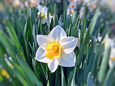 selective focus photography of white Narcissus flower thumbnail