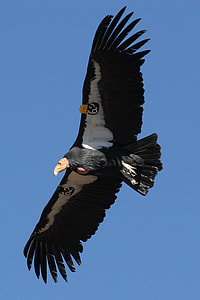 California Condor in Flight thumbnail