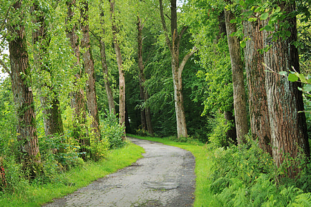 pathway surrounded by green leafed tree thumbnail