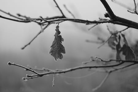 dried leaves on tree thumbnail