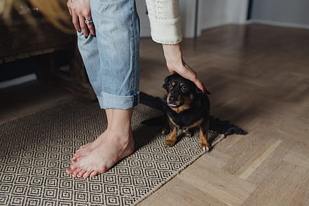 Petting the little cute dog thumbnail