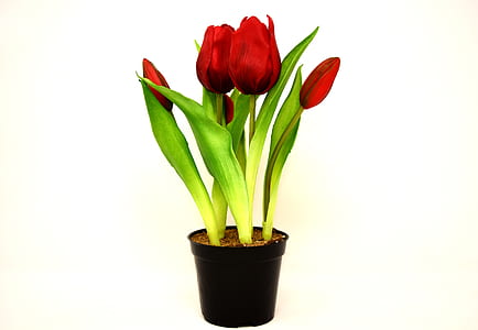 red tulips on black plastic pot thumbnail