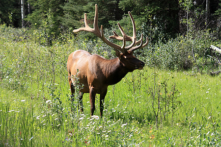 brown moos thumbnail