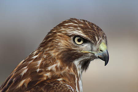 selective focus of brown and white owl thumbnail