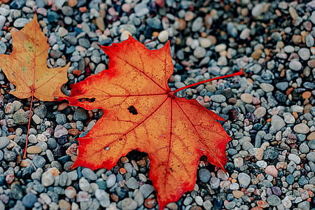 orange maple leaf on gray gravel stone thumbnail