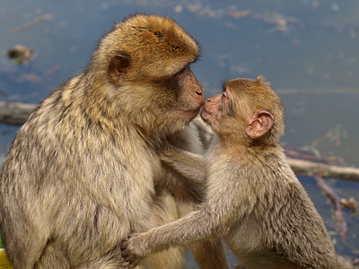 selective focus photography of adult monkey kissing baby monkey thumbnail