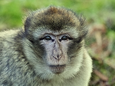 close up photo of macaque monkey thumbnail