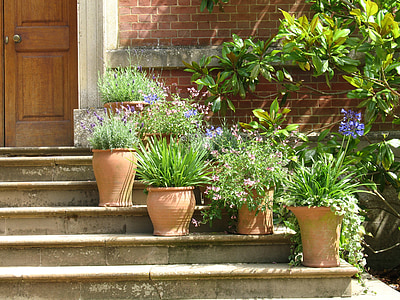 selective focus photography of green leafed plants on gray stairs thumbnail