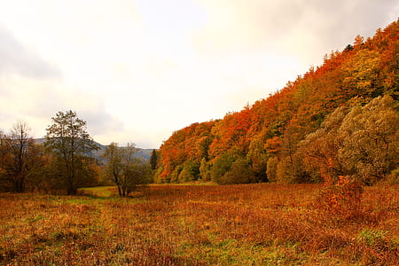Brown and Green Trees thumbnail