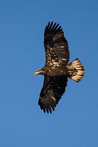 black and white bald eagle thumbnail