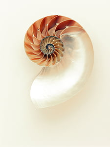 closeup photo of beige and white seashell thumbnail