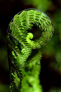 selective focus photography green fern during daytime thumbnail