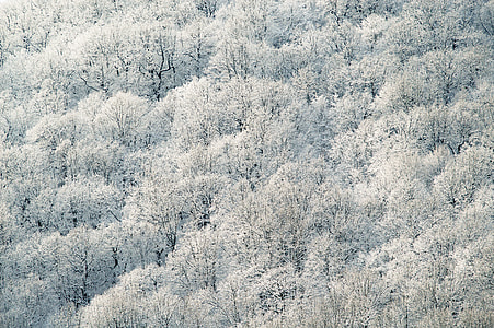 aerial-view of white forest thumbnail