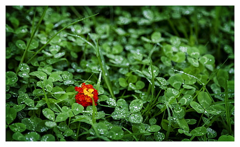 shallow focus photo of red flower thumbnail