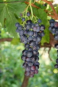 blueberries at daytime thumbnail