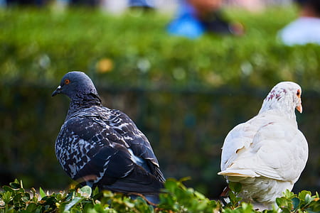 white and black pigeons thumbnail