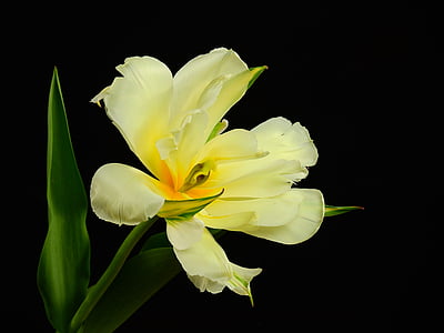 yellow tulip flower closeup photography thumbnail