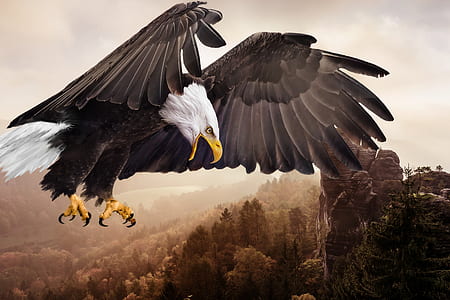 bald eagle digital wallpaper thumbnail