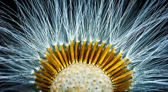 Close-up Photography of Dandelion Flower thumbnail