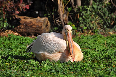 white and beige pelican thumbnail