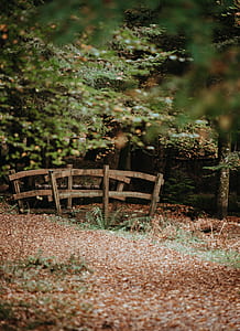 wooden bride near tree thumbnail