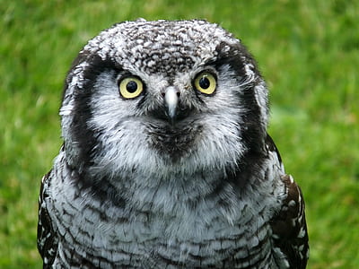 selective focus photography of gray owl thumbnail