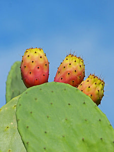 Shovels, Prickly Pear Cactus thumbnail