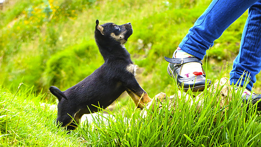 Dog, Animals thumbnail