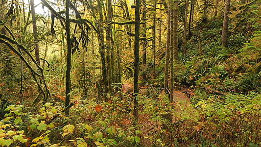 Green Forest thumbnail