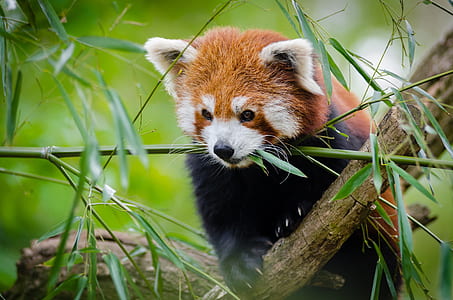 photo of red panda thumbnail