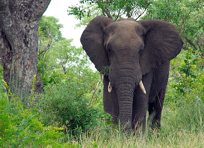 black elphant beside gray tree thumbnail