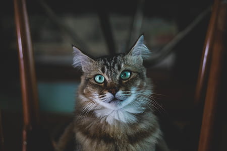 closeup photo of cat between brown post thumbnail