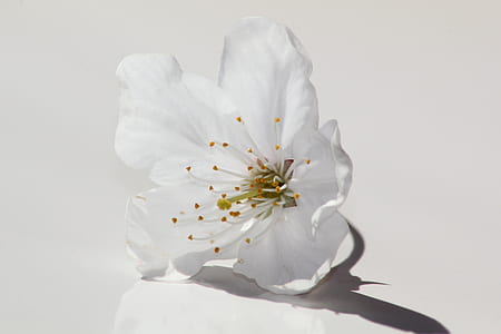 closeup photo of white calla lily thumbnail