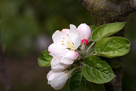 pink-and-white apple blossoms thumbnail